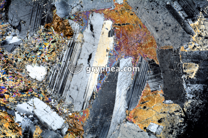 Métagabbro à Hornblende LPA x3,5 - gryphea.com